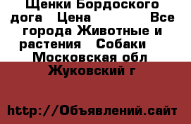 Щенки Бордоского дога › Цена ­ 60 000 - Все города Животные и растения » Собаки   . Московская обл.,Жуковский г.